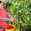 Regi&oacute;n Amazonas export&oacute; 7,141 quintales de caf&eacute; org&aacute;nico en segundo trimestre - 