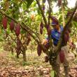 En lo que va del a&ntilde;o se instalaron 4,881has de cacao y 277 de caf&eacute; en San Mart&iacute;n y otras 6 regiones del pa&iacute;s - Cultivos fueron impulsados por la Comisi&oacute;n Nacional para el Desarrollo y Vida sin Drogas (Devida), en zonas cocaleras de estas siete regiones