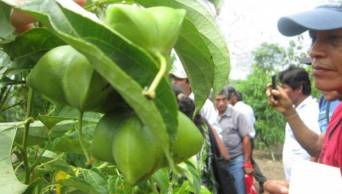 En Tarapoto fueron capacitados 30 productores de Sacha Inchi de diversas comunidades de la provincia de Lamas