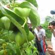 En Tarapoto fueron capacitados 30 productores de Sacha Inchi de diversas comunidades de la provincia de Lamas - A trav&eacute;s de una pasant&iacute;a organizada por el Gobierno Regional de San Mart&iacute;n en coordinaci&oacute;n con el IIAP y la Mesa T&eacute;cnica Regional de Sacha Inchi