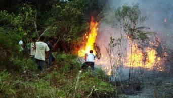 Defensa Civil y especialistas forestales eval&uacute;an los graves da&ntilde;os causados por un incendio forestal, en Moyobamba