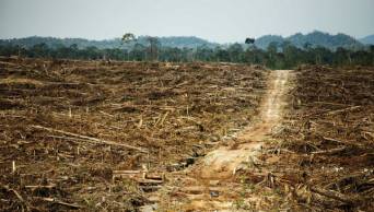 Debido a la deforestaci&oacute;n el Per&uacute; perdi&oacute; casi un mill&oacute;n y medio de hect&aacute;reas de bosques, en los &uacute;ltimos 13 a&ntilde;os