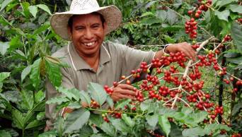 Agroideas promueve m&aacute;s de 78 millones de inversi&oacute;n cafetalera en la selva, entre ellos la regi&oacute;n San Mart&iacute;n
