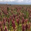 INIA recomienda remplazar siembra de algod&oacute;n y quinua por ma&iacute;z amarillo duro y frijol como cultivos alternativos - Para evitar p&eacute;rdidas y escasez de productos agropecuarios como consecuencia de la presencia del fen&oacute;meno El Ni&ntilde;o, seg&uacute;n se inform&oacute;