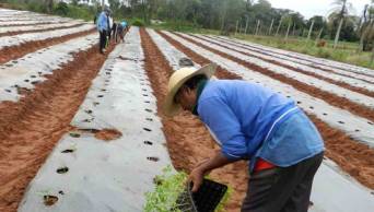M&aacute;s de 305 mil productores de valles cocaleros optaron por realizar actividades agropecuarias, seg&uacute;n el INEI