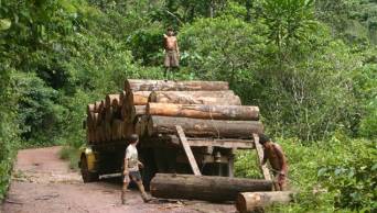 El Poder Ejecutivo oficializ&oacute; la promulgaci&oacute;n de los reglamentos de la Ley Forestal y de Fauna Silvestre