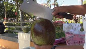 Anuncian incremento de precio del coco en Tarapoto