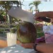 Anuncian incremento de precio del coco en Tarapoto - 