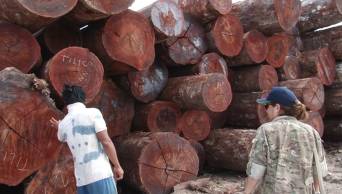 Ya est&aacute; en vigencia c&aacute;rcel efectiva para personas quienes da&ntilde;an, destruyen y talan los bosques naturales sin contar con autorizaci&oacute;n