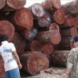 Ya est&aacute; en vigencia c&aacute;rcel efectiva para personas quienes da&ntilde;an, destruyen y talan los bosques naturales sin contar con autorizaci&oacute;n - 