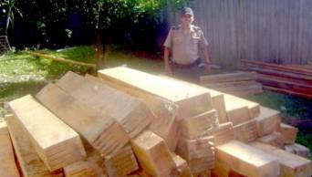 Decomisan mil pies de madera aserrada de procedencia ilegal, en un tramo de la carretera Tarapoto - Yurimaguas