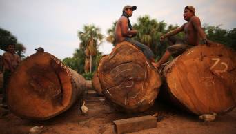 A partir de fines de este mes, decomisar&aacute;n o destruir&aacute;n  equipos usados en la tala ilegal de madera en bosques peruanos