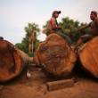 A partir de fines de este mes, decomisar&aacute;n o destruir&aacute;n  equipos usados en la tala ilegal de madera en bosques peruanos - Lo confirm&oacute; el Alto Comisionado para Asuntos de Lucha contra la Tala Ilegal, tras remarcar que se fortalecer&aacute;n las acciones de interdicci&oacute;n