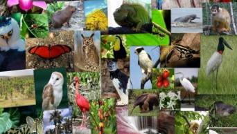 M&aacute;s de 100 expertos nacionales y extranjeros presentar&aacute;n  sus estudios sobre diversidad biol&oacute;gica en los Andes y la Amazon&iacute;a