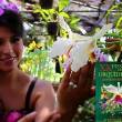 Faltan pocos d&iacute;as para el XX Festival de la Orqu&iacute;dea  Moyobamba 2015, "Orqu&iacute;deas, Colores y Cultura" - Esta tradicional festividad moyobambina se realizar&aacute; desde el 29 de octubre al 01 de noviembre, en el Mirador Tur&iacute;stico Punta de San Juan