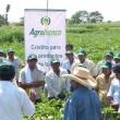 Este lunes 26,  Agrobanco lanzar&aacute; en Pucallpa,  el Cr&eacute;dito Forestal para financiar plantaciones  y agroforester&iacute;a en la regi&oacute;n Ucayali - La entidad bancaria tiene en cartera proyectos para financiar plantaciones forestales por un monto de 50 millones de nuevos soles, seg&uacute;n se inform&oacute;.
