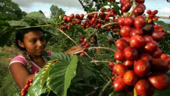 Amazonas es la tercera regi&oacute;n en producci&oacute;n de caf&eacute; a nivel nacional,  despu&eacute;s de las regiones de Jun&iacute;n y Cusco