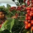 Amazonas es la tercera regi&oacute;n en producci&oacute;n de caf&eacute; a nivel nacional,  despu&eacute;s de las regiones de Jun&iacute;n y Cusco - Producci&oacute;n cafetalera tuvo un incremento de 338 por ciento entre  1995 y el 2012, debido a la ampliaci&oacute;n de la superficie cultivada (230 por ciento)
