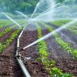 Gobierno regional impulsa agricultura tecnificada en las provincias de Tocache, Mariscal C&aacute;ceres y San Mart&iacute;n - A trav&eacute;s del proyecto Mejoramiento de la competitividad en la cadena de procesamiento del cacao, instal&oacute; 7 m&oacute;dulos piloto de riego tecnificado en parcelas demostrativas