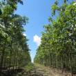 Expertos reconocen el rol de las plantaciones forestales para revertir alta tasa de deforestaci&oacute;n en Am&eacute;rica Latina - Se&ntilde;alan que, entre 1990 y 2015, la p&eacute;rdida de superficie forestal en la regi&oacute;n se hab&iacute;a reducido en 50%, es decir, de 4.5 millones a 2.2 millones de hect&aacute;rea por a&ntilde;o.