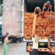 Decomisan m&aacute;s de 16 mil pies tablares de madera ilegal en diversas zonas de las regiones Hu&aacute;nuco y Ucayali - Toda la madera decomisada fue puesta a disposici&oacute;n de la Oficina de la Administraci&oacute;n T&eacute;cnico Forestal y de Fauna Silvestre (ATFFS), de Tingo Mar&iacute;a