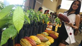 Regi&oacute;n Amazonas  impulsa ruta tur&iacute;stica en Cajaruro para conocer cultivo del cacao