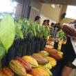 Regi&oacute;n Amazonas  impulsa ruta tur&iacute;stica en Cajaruro para conocer cultivo del cacao - 