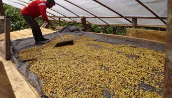 Cooperativa del Bosque de Protecci&oacute;n Alto Mayo, en la regi&oacute;n San Mart&iacute;n, exportar&aacute; caf&eacute; org&aacute;nico a Alemania