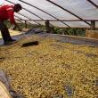 Cooperativa del Bosque de Protecci&oacute;n Alto Mayo, en la regi&oacute;n San Mart&iacute;n, exportar&aacute; caf&eacute; org&aacute;nico a Alemania - Para lograr esta primera exportaci&oacute;n, Coopbam suscribi&oacute; un acuerdo con la Central Cecovasa Ltda, que permiti&oacute; que el caf&eacute; org&aacute;nico llegue a Hamburgo.