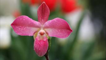 Indignaci&oacute;n genera caso de orqu&iacute;dea peruana patentada con nombre de estadounidense �Kovach�