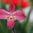 Indignaci&oacute;n genera caso de orqu&iacute;dea peruana patentada con nombre de estadounidense �Kovach� - 