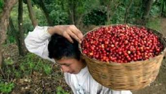 Uni&oacute;n Europea apoya a cafetaleros, promoviendo una caficultura sostenible que los saque de la pobreza y les permita acceder a salud y jubilaci&oacute;n