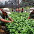 VRAEM: Crean Centro de Innovaci&oacute;n Productiva y Transferencia Tecnol&oacute;gica Agroindustrial (CITE) para mejorar productividad y competitividad - Comprende &aacute;mbito territorial del Valle del R&iacute;o Apur&iacute;mac, Ene y Mantaro, tendr&aacute; su sede en la regi&oacute;n Cusco y podr&aacute; crear Unidades T&eacute;cnicas.