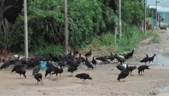 Personas inescrupulosas convierten en basural calles cercanas al Aeropuerto de Tarapoto, en San Mart&iacute;n