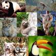 Normas peruanas proh&iacute;ben la comercializaci&oacute;n de  especies de fauna silvestre en peligro de extinci&oacute;n - Hay m&aacute;s de 100 especies de animales, entre invertebrados, anfibios, aves, mam&iacute;feros y reptiles corren riesgo de extinguirse, se inform&oacute;