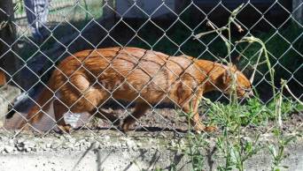 Recomiendan evitar crianza de animales silvestres como mascotas, para contrarrestar el alarmante tr&aacute;fico ilegal