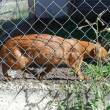 Recomiendan evitar crianza de animales silvestres como mascotas, para contrarrestar el alarmante tr&aacute;fico ilegal - El tr&aacute;fico ilegal es la segunda causa de la desaparici&oacute;n de la fauna silvestre, despu&eacute;s de la reducci&oacute;n acelerada y p&eacute;rdida de su h&aacute;bitat por la deforestaci&oacute;n