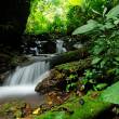 Nuevas �reas de Conservaci&oacute;n Privada El Cortijo y San Pedro, aportan a la protecci&oacute;n ambiental en Loreto y Amazonas - Con estas dos nuevas &aacute;reas de conservaci&oacute;n privada suman 86 en todo el pa&iacute;s y comprenden un &aacute;rea total de 330,925.72 hect&aacute;reas, se inform&oacute;.