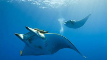 Per&uacute; adopta fuertes medidas de protecci&oacute;n para la poblaci&oacute;n de mantarrayas m&aacute;s grande del mundo
