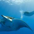 Per&uacute; adopta fuertes medidas de protecci&oacute;n para la poblaci&oacute;n de mantarrayas m&aacute;s grande del mundo - Sin embargo, no protege a las rayas mobula, especies similares en apariencia a las mantarrayas que pertenecen a la misma familia taxon&oacute;mica