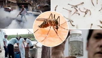 La verdad sobre el Zika, enfermedad que ya lleg&oacute; a Per&uacute;, es que el mosquito "Aedes aegypti" es el &uacute;nico medio de transmisi&oacute;n
