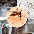 La verdad sobre el Zika, enfermedad que ya lleg&oacute; a Per&uacute;, es que el mosquito "Aedes aegypti" es el &uacute;nico medio de transmisi&oacute;n - Primer caso en el Per&uacute; es V&iacute;ctor Daniel Gonzales Arcila, un venezolano  que se contagi&oacute; en Colombia, donde fue a visitar a sus familiares.