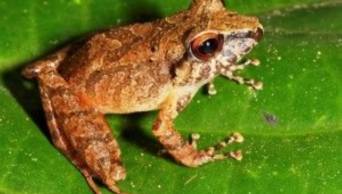 Descubren nueva especie de rana en el Parque Nacional Alto Pur&uacute;s