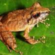 Descubren nueva especie de rana en el Parque Nacional Alto Pur&uacute;s - 