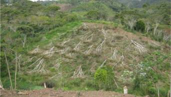 El r&iacute;o Gera agoniza por incremento de deforestaci&oacute;n