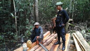 Loreto: Recuperan m&aacute;s de mil pies tablares en exitoso operativo contra la tala ilegal, en la Reserva Nacional Allpahuayo Mishana
