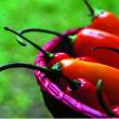 Este jueves 25 presentan segundo informe sectorial ambiental sobre transg&eacute;nicos, llamados tambi&eacute;n Organismos Vivos Modificados (OVM) - Este informe tambi&eacute;n aborda tomas sobre la pol&iacute;tica peruana de conservaci&oacute;n productiva de su diversidad gen&eacute;tica, silvestre y cultivada