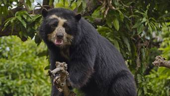 Serfor hace llamado a la ciudadan&iacute;a en general para contribuir a la protecci&oacute;n de la flora y fauna silvestre