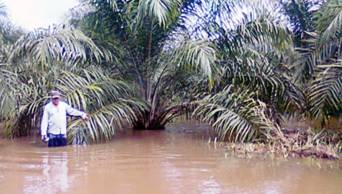 San Mart&iacute;n: Inundaciones afectan poblados y cultivos de palma aceitera, en los valles del Caynarachi y el Shanusi