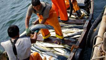 Autoridades y pescadores respaldan creaci&oacute;n de Zona Reservada en Piura y Tumbes para preservar especies marinas amenazadas por indiscriminada depredaci&oacute;n